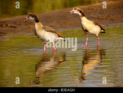 Coppia di oche egiziane (Alopochen aegyptiaca) in Sabie River Kruger National Park in Sud Africa. Foto Stock