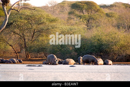 Gruppo di ippopotamo (Hippopotamus amphibius) al tramonto la diga del Parco Nazionale di Kruger, sulla banca, in acqua, con Thorn trees. Foto Stock