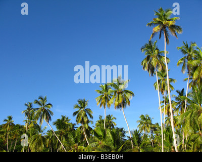 Alberi di Palma contro il cielo blu. in Playa Medina Penisola di Paria, Sucre Stato Venezuela Foto Stock