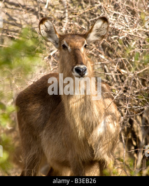 Femmina (waterbuck Kobus ellipsiprymnus) nel Parco Nazionale Kruger Sud Africa Foto Stock