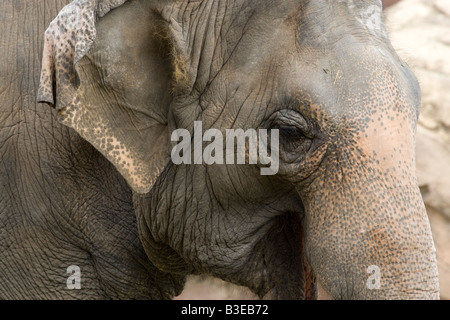 Primo piano di un elefante in un zoo Foto Stock