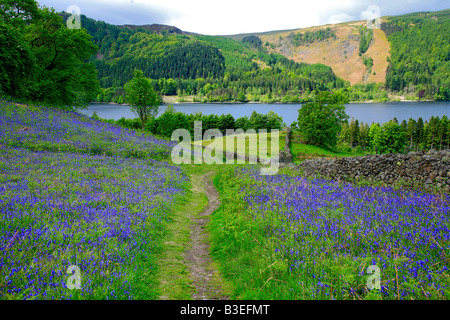 Bluebell tappeto di fiori Thirlmere intorno al Parco Nazionale del Distretto dei Laghi Cumbria Inghilterra England Regno Unito Foto Stock