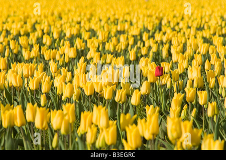 Red tulip in tulipani gialli Foto Stock