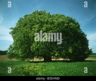 Albero nel campo Foto Stock