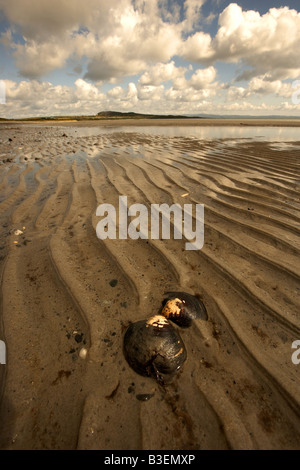 Shell e Corran sands Isle of Jura Ebridi Interne in Scozia UK Foto Stock