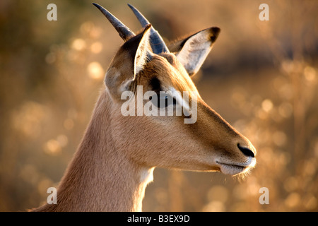 Giovani impala bull (Aepyceros melampus), la mattina presto nel Parco Nazionale Kruger Sud Africa, d'inverno. Foto Stock