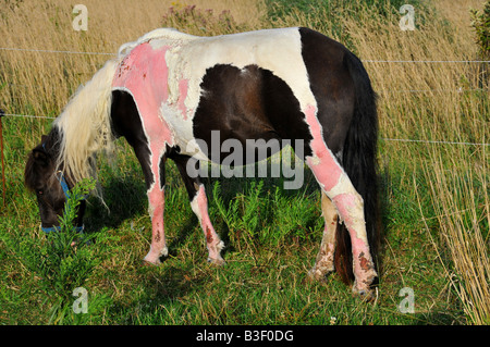 Cavallo con 'jungle rot' in un campo Foto Stock