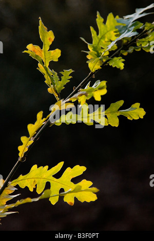 Oak tree foglie con retro illuminazione, England, Regno Unito Foto Stock