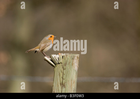 Robin su palo da recinzione, England, Regno Unito Foto Stock