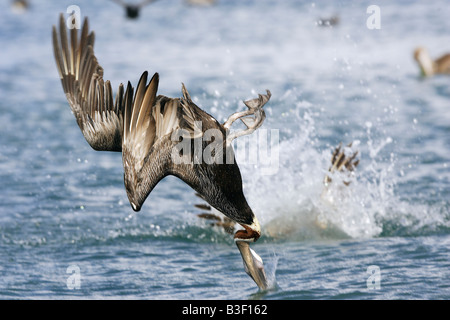 Pellicano marrone (Pelecanus occidentalis), immersioni in mare Foto Stock