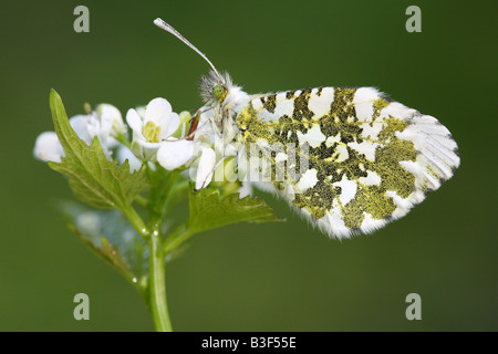 Punta arancione - seduta su fiori / Anthocharis cardamines Foto Stock