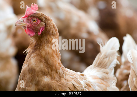 Freerange polli di gallina ovaiola galline libere di pollame uova gamma agricoltura agricoltore farm uccelli Uccelli cibo capannone peck becchettare scr Foto Stock