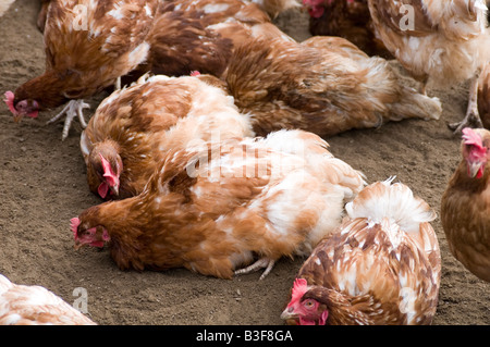 Freerange polli di gallina ovaiola galline libere di pollame uova gamma agricoltura agricoltore farm uccelli Uccelli cibo capannone peck becchettare scr Foto Stock