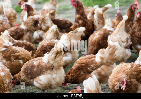 Freerange polli di gallina ovaiola galline libere di pollame uova gamma agricoltura agricoltore farm uccelli Uccelli cibo capannone peck becchettare scr Foto Stock