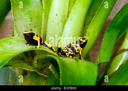 Fasce gialle Dart (Rana Dendrobates leucomelas) due individui su bromeliad lascia Foto Stock