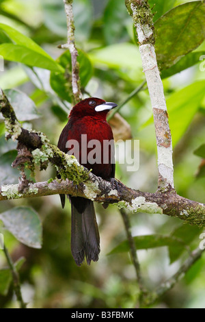 Argento Tanager becco (Ramphocelus carbo) arroccato su ramoscello Foto Stock