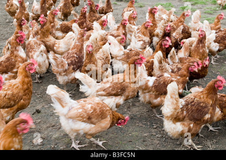 Freerange polli di gallina ovaiola galline libere di pollame uova gamma agricoltura agricoltore farm uccelli Uccelli cibo capannone peck becchettare scr Foto Stock