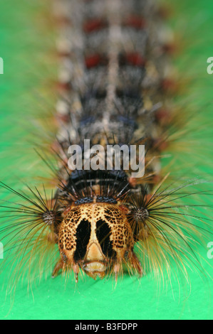 Caterpillar del Gypsy Moth Lymantria dispar Foto Stock