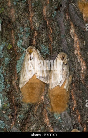 Gypsy Moth femmine deposizione delle uova Foto Stock