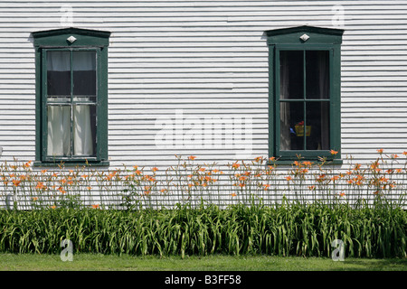 Tiger gigli contro un bianco clapboard country house Vermont Foto Stock