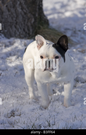 Bianco e nero bulldog francese in piedi nella neve Foto Stock