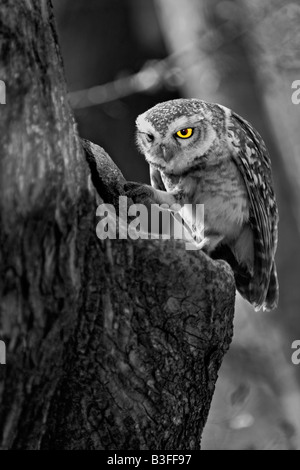 Spotted owlet - un piccolo gufo - partendo con un foro albero nel parco nazionale di Ranthambore Foto Stock