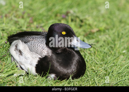 Maschio Scaup minore, Aythya affinis Foto Stock