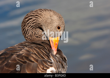 Western graylag goose, Anser anser anser, preening piume Foto Stock