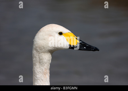 Bewick's Swan, Cygnus columbianus bewickii Foto Stock