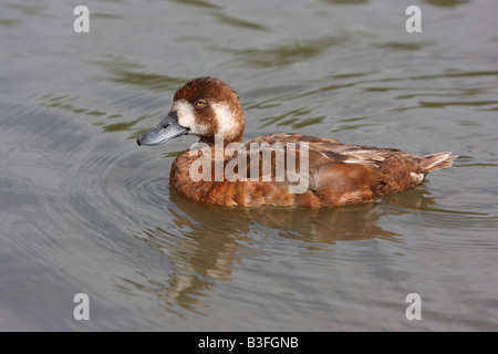 Europeo femminile maggiore Scaup, Aythya marila marila Foto Stock