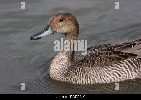 Femmina pintail settentrionale, Anas acuta acuta Foto Stock