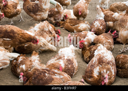 Freerange polli di gallina ovaiola galline libere di pollame uova gamma agricoltura agricoltore farm uccelli Uccelli cibo capannone peck becchettare scr Foto Stock