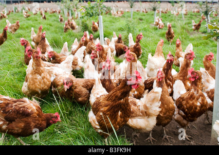 Freerange polli di gallina ovaiola galline libere di pollame uova gamma agricoltura agricoltore farm uccelli Uccelli cibo capannone peck becchettare scr Foto Stock