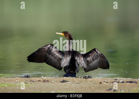Double crested cormorano Phalacrocorax auritus New York STATI UNITI D'AMERICA Foto Stock