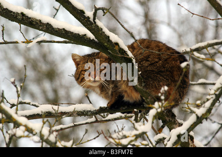 Europäische Wildkatze männlich Felis silvestris comune gatto selvatico maschio Baden Wuerttemberg Deutschland Germania Foto Stock