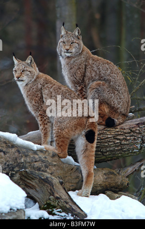 Europaeischer Luchs Felis Lynx Lynx europea Germania Foto Stock