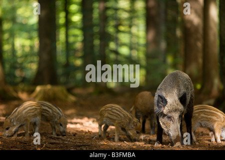 Cinghiali Sus scrofa cinghiale famiglia rovistando nel bosco foresta bavarese Germania Foto Stock