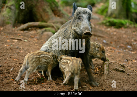 Cinghiali Sus scrofa madre assistenza infermieristica più suinetti Foresta Bavarese Germania Foto Stock