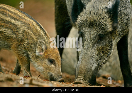 Cinghiali Sus scrofa madre e piglet rovistando Foresta Bavarese Germania Foto Stock