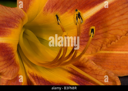 Fiore daylily close up Foto Stock