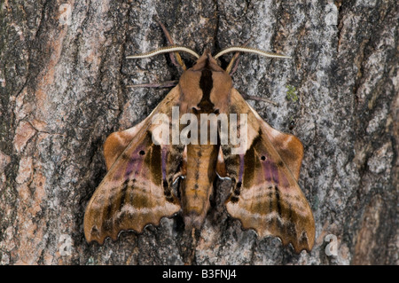 Accecato sphinx Paonias excaecatus è una falena della famiglia Sphingidae Foto Stock