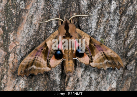 Accecato sphinx Paonias excaecatus è una falena della famiglia Sphingidae Foto Stock