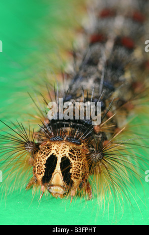Caterpillar del Gypsy Moth Lymantria dispar Foto Stock