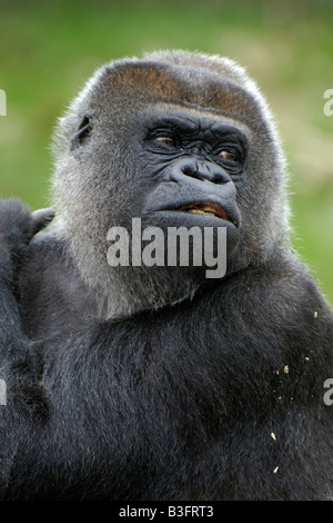 gorilla di pianura Foto Stock