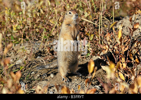 Terra artica scoiattolo Alaska USA Foto Stock