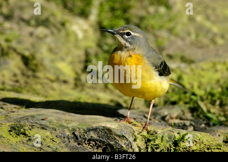 Gray Wagtail seduto sulla roccia accanto al ruscello che mostra colore giallo brillante ventre Baden Württemberg Germania Foto Stock