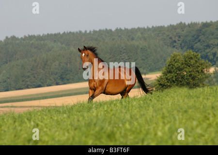 Holstein Warmblood cavallo Germania Foto Stock