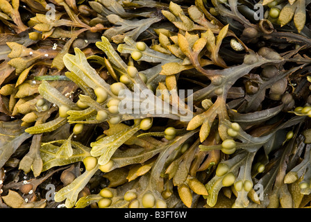 Wrack della vescica (Fucus vesiculosus) Foto Stock