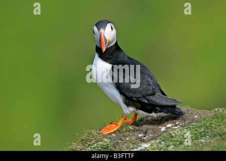 Puffin Fratercula arctica adulto in volo contro il cielo blu Sumburgh Head RSPB riserva a sud del continente Isole Shetland Scozia UK Foto Stock