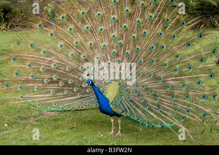 Pfau blauer pfau pavo cristatus peafowl indiano peafowl blu pavone comune peafowl comune indiana peafowl pavone Foto Stock